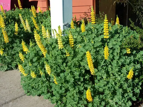 Garden Flowers: Yellow Flower Types