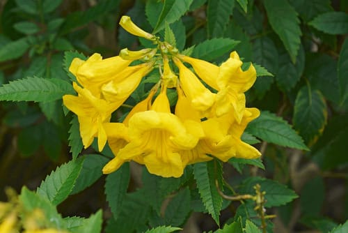 Types of Yellow Flowers for Garden