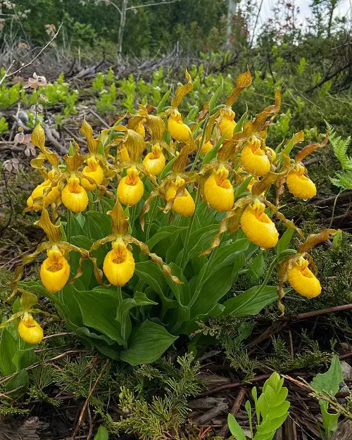 Types of Yellow Flowers for Garden