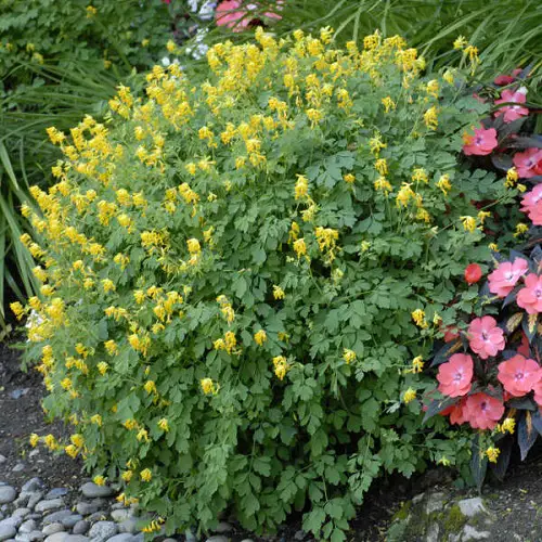 best Types of Yellow Flowers for Garden 