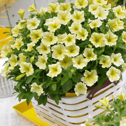 best Types of Yellow Flowers for Garden 