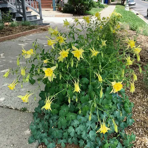Types of Yellow Flowers for yard
