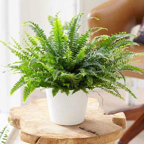 Boston Fern