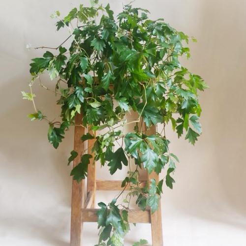 Different Types of Cissus Varieties that Become Excellent Houseplants 3