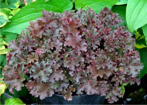 Best Heuchera Varieties 