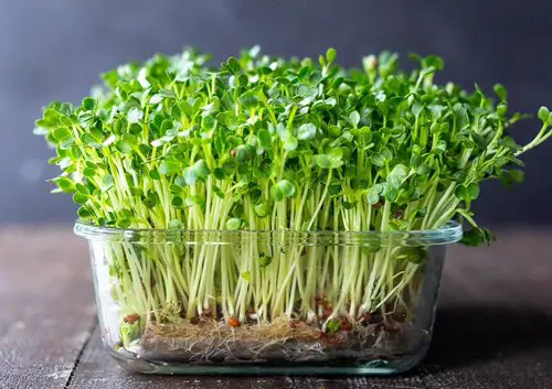 Seeds to Sow for Food in Less than a Month 5