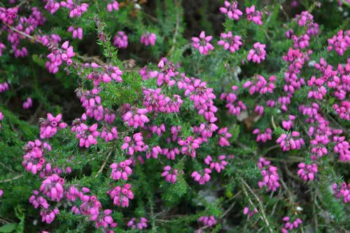 Varieties of Purple Flowers