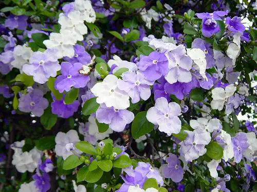 Stunning Varieties of Purple Flowers