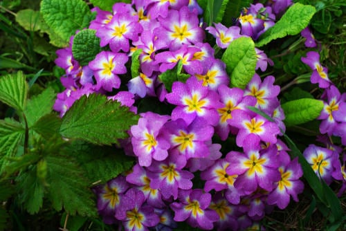 Stunning Varieties of Purple Flowers