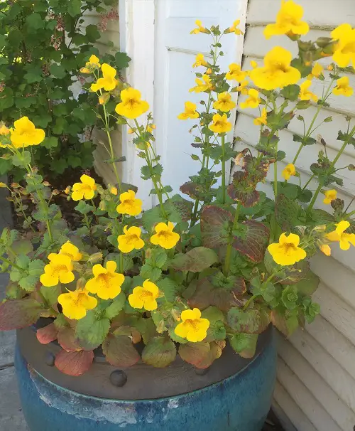 Types of Yellow Flowers for Garden