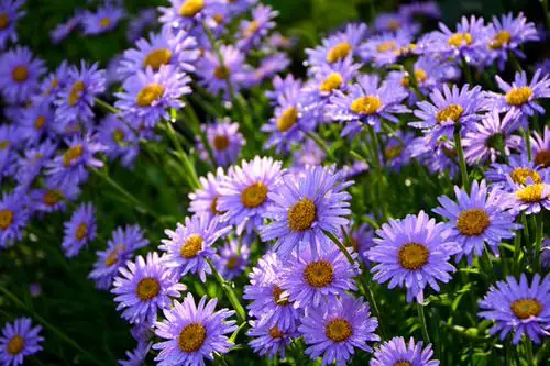 Flowers that Attract Butterflies 4