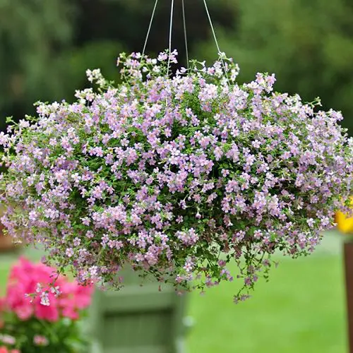 Best Hanging Basket Flowers 4