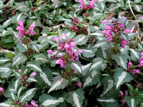 Best Lamium Varieties 4