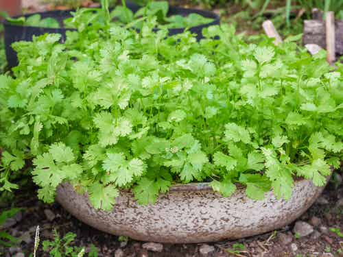 Things to Grow for Tastiest Burger Ever 4