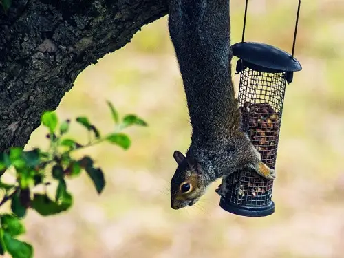 Pinterest Garden Hacks 4
