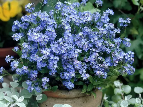 Plants for North Facing Balcony Garden 4