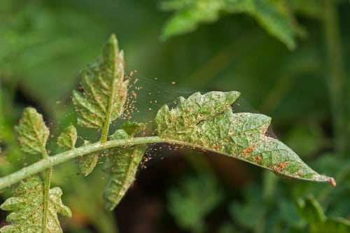 Rubbing Alcohol Uses for Plants 3