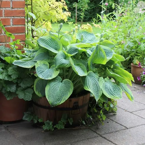 Types of Hostas 4