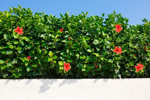 Fast Growing Privacy Shrubs 4