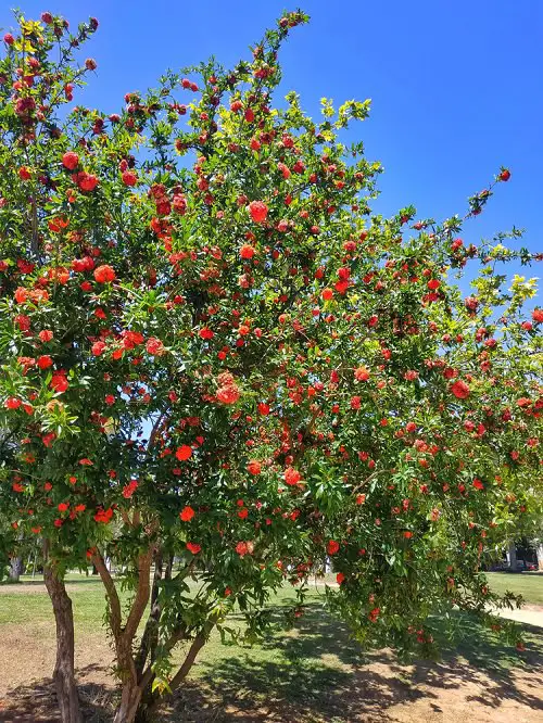 Trees With Red Flowers 7