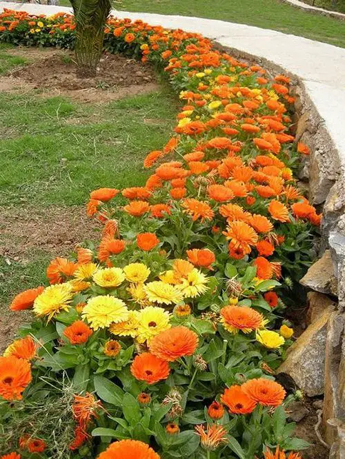 Plants You Can Grow That Resist Deer