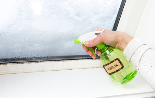 Natural Ways to Kill Aphids 3