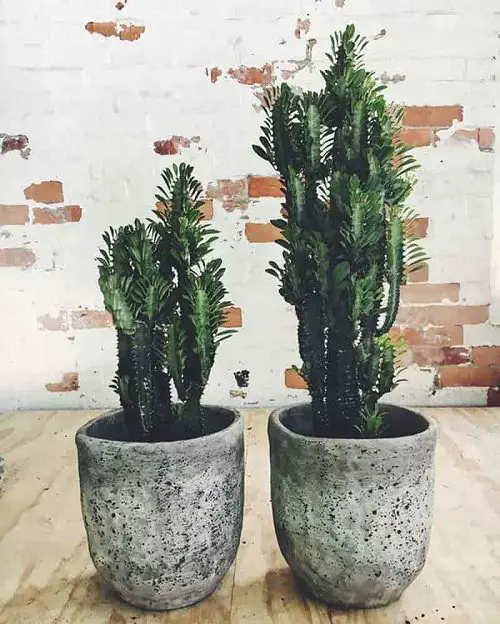 Most Popular Types of Euphorbia Varieties 11