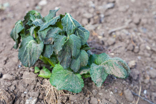 Wood Ash Uses in the Garden 2