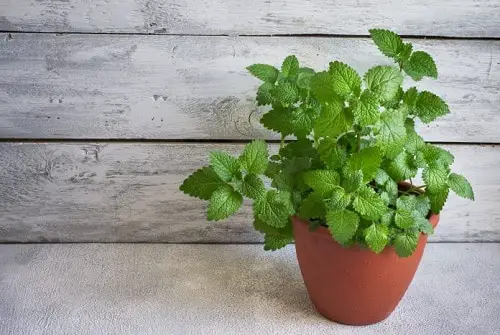 Types of Mint Varieties 1