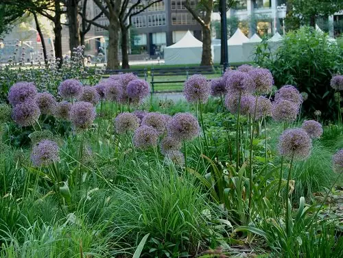 Best Allium Varieties 4