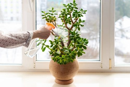 Succulent Repotting Tips 3