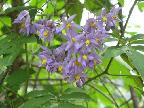 Varieties of Purple Flowers