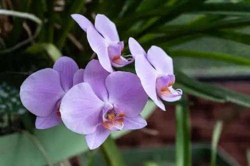 Wonderful Varieties of Purple Flowers