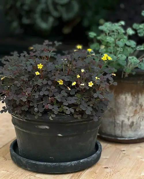 Types of Yellow Flowers for Garden