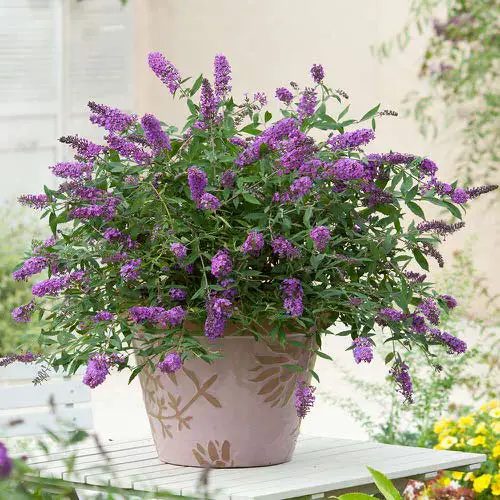 best Types of Purple Flowers
