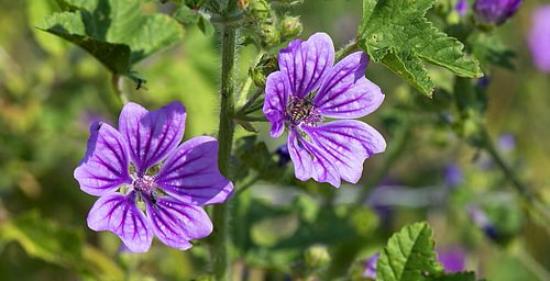 Purple Flowers 