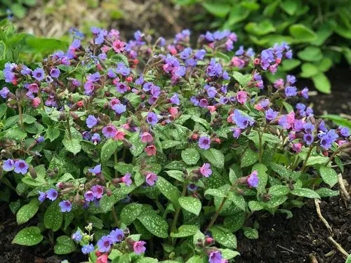 best Wonderful Varieties of Purple Flowers