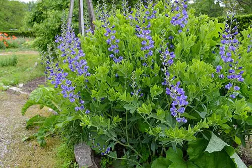 Blue Flower Names in blue pot 