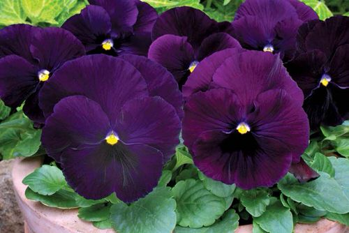 Beautiful Varieties on Purple Flowers 