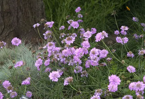 best Beautiful Varieties on Purple Flowers 