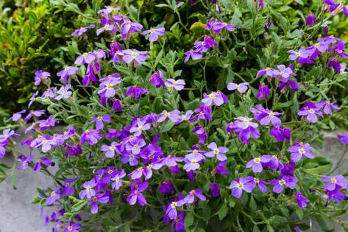 Varieties on Purple Flowers 