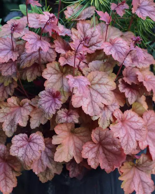 Best Heuchera Varieties in yard