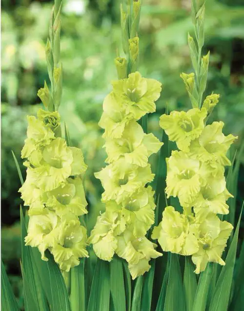 Types of Green Flowers