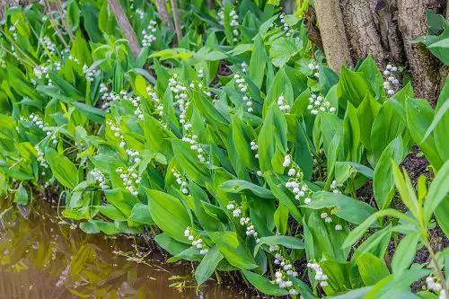Plants You Can Grow That Resist Deer