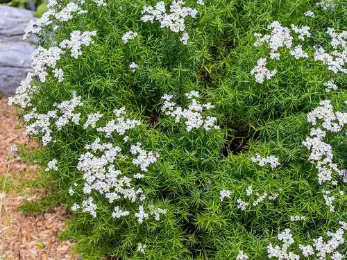 amazing Best Types of Mint Varieties to Grow in Garden and Containers