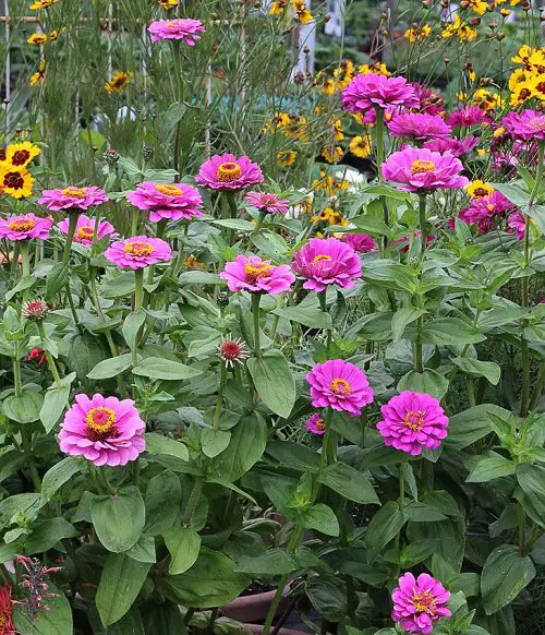 Purple Flower Types in garden