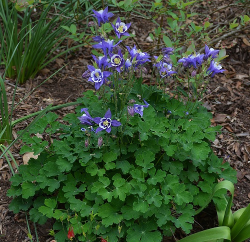 Amazing Best Short Lived Perennials