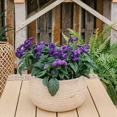 lovely List of Flowers in Lavender and Purple Colours 