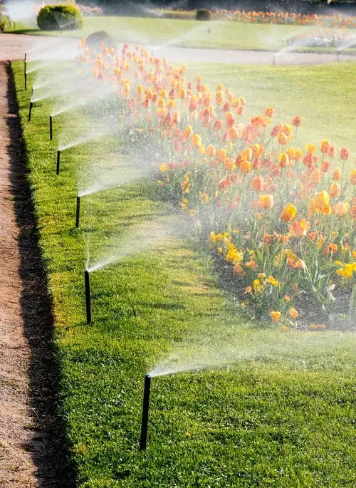 Gardening Hacks for Senior Gardeners 12