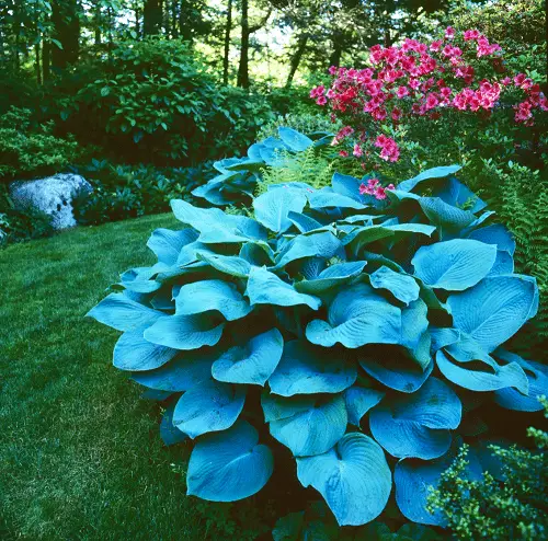 Types of Hostas 5